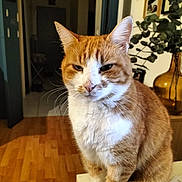 Happy participe au concours pour gagner de l'argent avec cette photo : cat, orange_cat, white_cat, indoor, wooden_floor, table, plant, vase, framed_pictures, pet, feline, close_up, domestic_animal, whiskers, fur, sitting, home_interior, curious, animal, cute