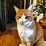 cat, orange_cat, white_cat, indoor, wooden_floor, table, plant, vase, framed_pictures, pet, feline, close_up, domestic_animal, whiskers, fur, sitting, home_interior, curious, animal, cute