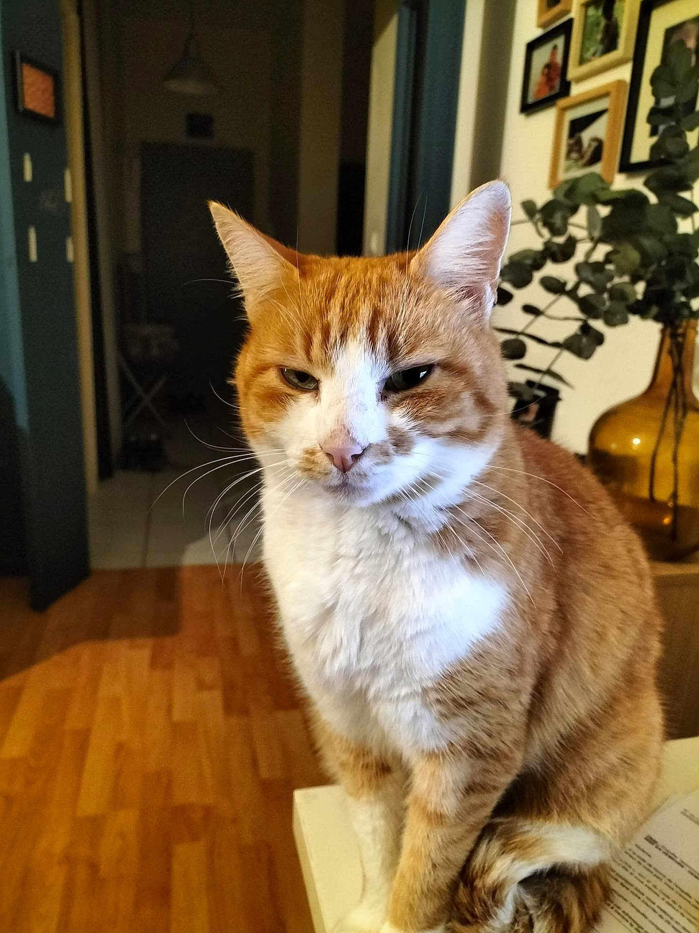 Happy participe au concours pour gagner de l'argent avec cette photo : cat, orange_cat, white_cat, indoor, wooden_floor, table, plant, vase, framed_pictures, pet, feline, close_up, domestic_animal, whiskers, fur, sitting, home_interior, curious, animal, cute