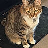 Gumball joined the competition — help win amazing prizes! cat, tabby, pet, animal, feline, indoor, collar, pendant, crown, mat, floor, white_paws, sitting, fur, whiskers, ears, green_eyes, cute, domestic, portrait