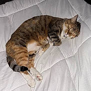 Gumball is registered to the contest to win money with this photo: cat, tabby, sleeping, pet, animal, fur, whiskers, paw, tail, quilt, blanket, bed, indoor, cozy, relaxing, resting, cute, domestic_animal, feline, comfort