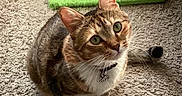 Gumball joined the competition — help win amazing prizes! cat, tabby, indoor, carpet, pet, animal, green_eyes, whiskers, collar, toy, scratching_post, fur, cute, looking_up, domestic_cat, mammal, playful, floor, small_pet, companion