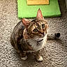 cat, tabby, indoor, carpet, pet, animal, green_eyes, whiskers, collar, toy, scratching_post, fur, cute, looking_up, domestic_cat, mammal, playful, floor, small_pet, companion