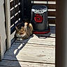 Gumball is registered to the contest to win money with this photo: cat, feline, pet, sunlight, wooden_floor, porch, outdoor, relaxing, shadow, peaceful, animal, tabby, paw, collar, closeup, daylight, resting, quiet, domestic, tranquil
