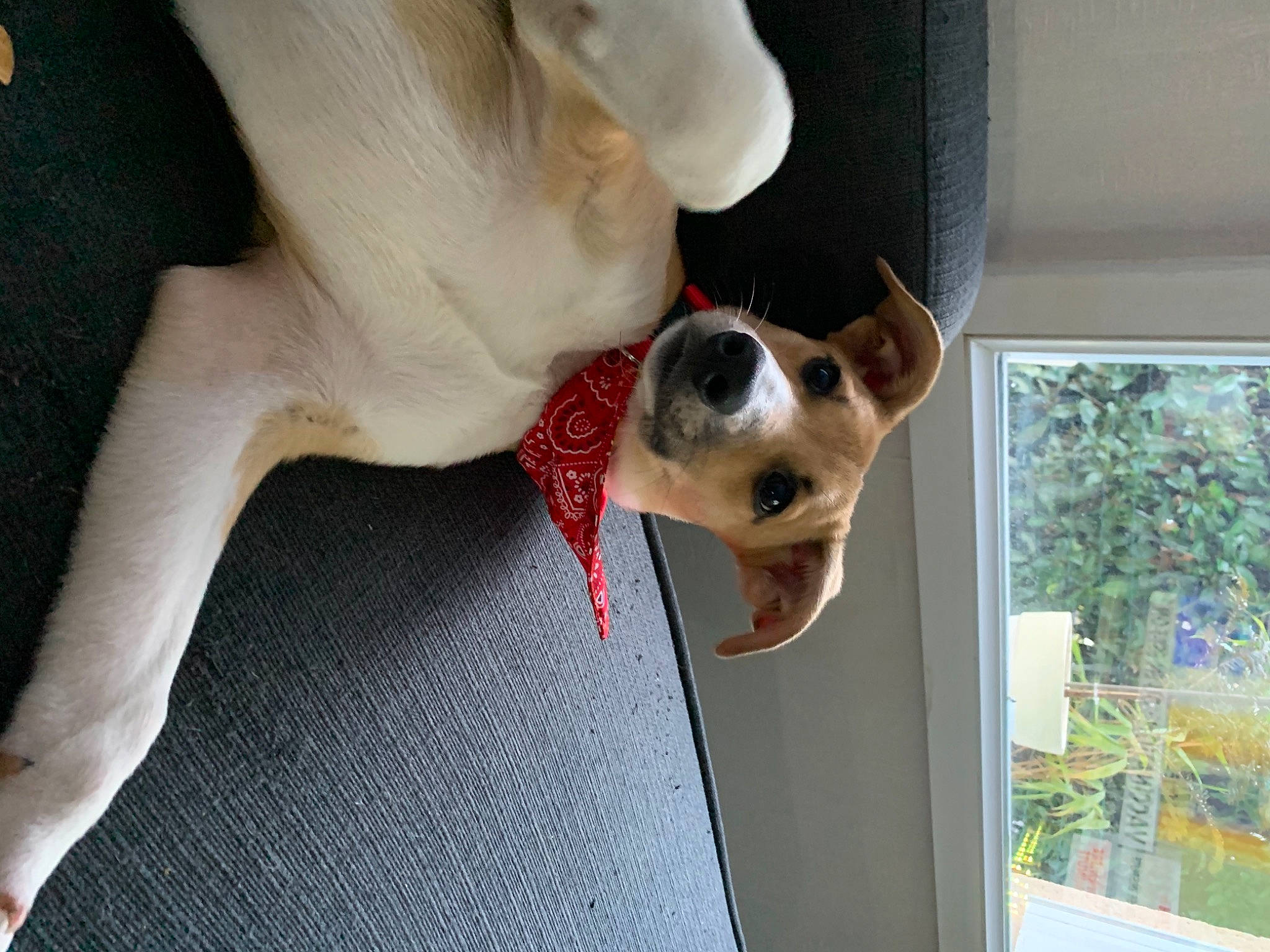 Pablo participe au concours pour gagner de l'argent avec cette photo : canidae, carnivore, collar, companion_dog, dog, dog_breed, dog_collar, dog_supply, door, ear, eyewear, fawn, leash, pet_supply, plant, snout, sporting_group, whiskers, window, working_animal