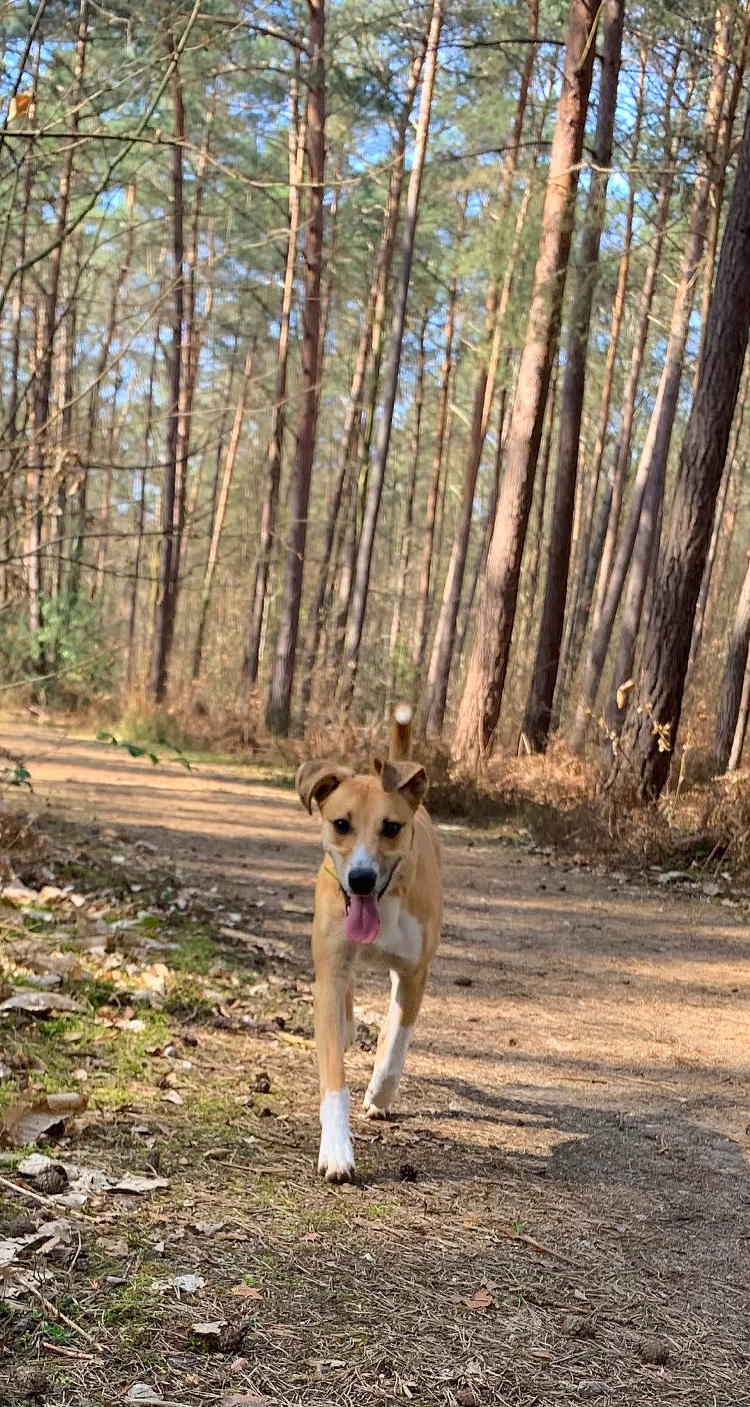 Pablo a rejoint le concours — aidez-le/la à gagner de superbes lots ! carnivore, companion_dog, dog, dog_breed, fawn, forest, leash, plant, recreation, sky, soil, sporting_group, tail, temperate_broadleaf_and_mixed_forest, trail, tree, walking, wildlife, wood, woodland