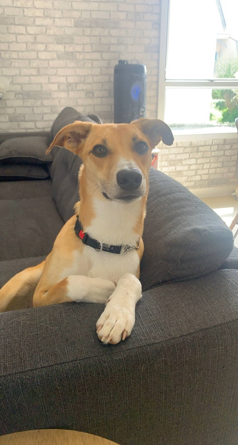 Pablo a rejoint le concours — aidez-le/la à gagner de superbes lots ! carnivore, chair, collar, comfort, companion_dog, couch, dog, dog_breed, dog_collar, dog_supply, fawn, flooring, furniture, houseplant, pet_supply, plant, snout, whiskers, window, window_blind