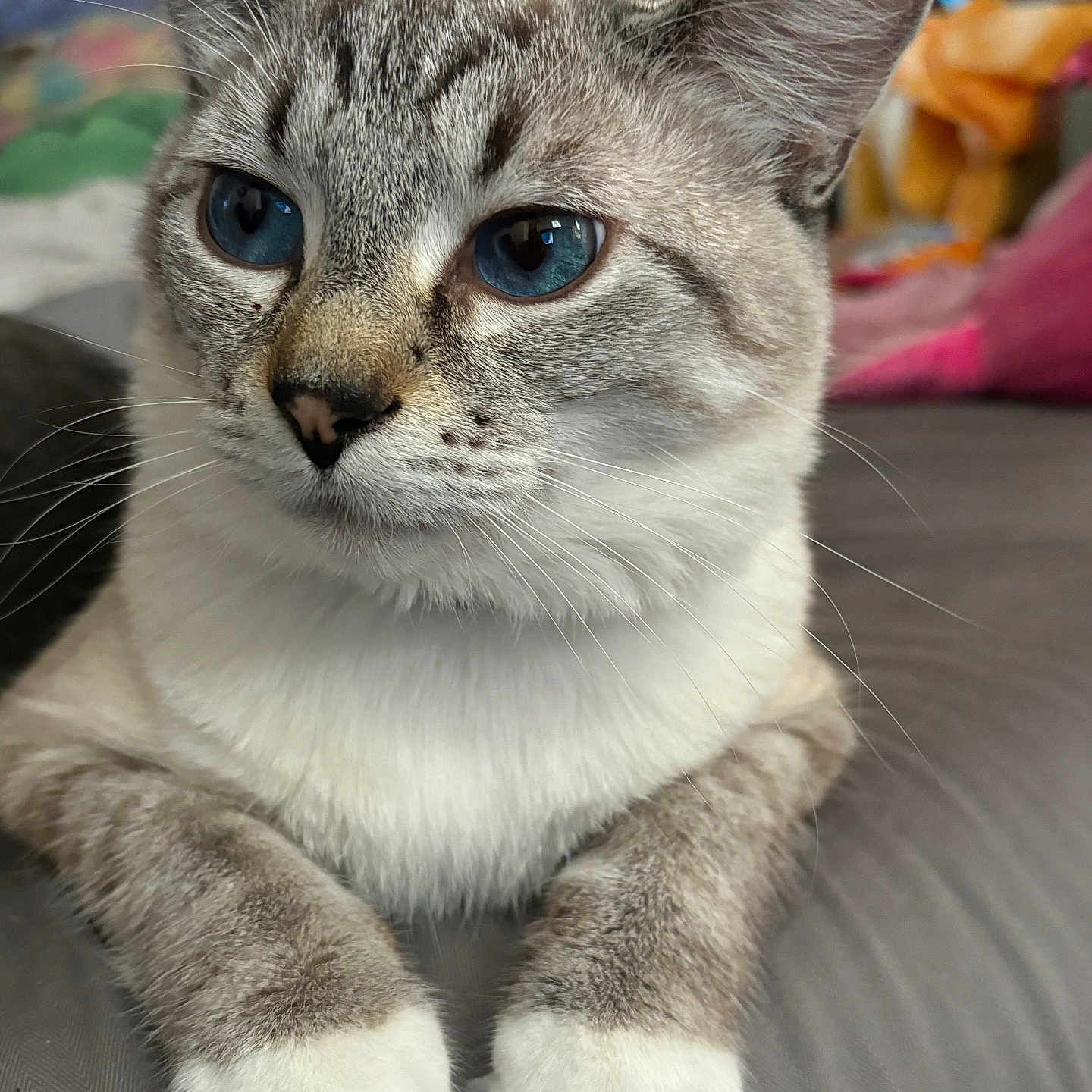 Creamer is registered to the contest to win money with this photo: abyssinian, animal, cat, couch, furniture, kitten, manx, pet, siamese
