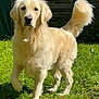 dog, golden_retriever, pet, animal, grass, outdoor, canine, fur, tail, ears, muzzle, nature, sunlight, portrait, standing, domestic_animal, friendly, alert, garden, cute
