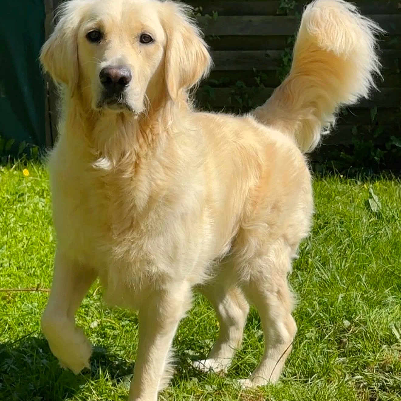 Doug participe au concours pour gagner de l'argent avec cette photo : alert, animal, canine, cute, dog, domestic_animal, ears, friendly, fur, garden, golden_retriever, grass, muzzle, nature, outdoor, pet, portrait, standing, sunlight, tail