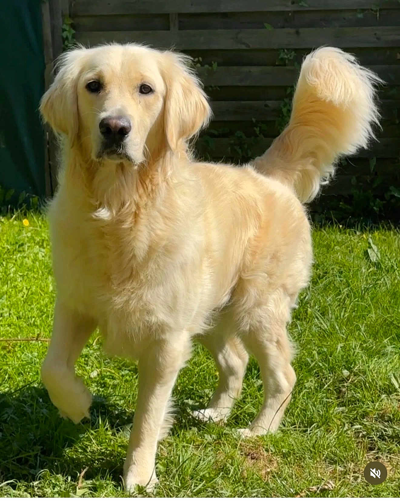 Doug participe au concours pour gagner de l'argent avec cette photo : dog, golden_retriever, pet, animal, grass, outdoor, canine, fur, tail, ears, muzzle, nature, sunlight, portrait, standing, domestic_animal, friendly, alert, garden, cute