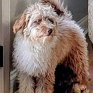 Brodie is registered to the contest to win money with this photo: dog, indoor, floor, wall, fur, pet, animal, companion, cute, small_dog, fluffy, brown, white, resting, standing, home, cozy, puppy, cute_pets, domestic