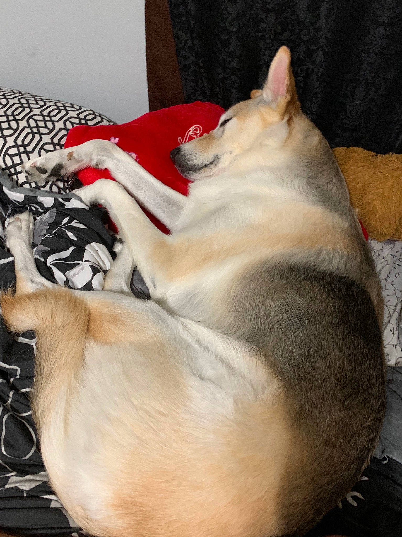 Ellsa is registered to the contest to win money with this photo: canidae, carnivore, collar, comfort, companion_dog, dog, dog_breed, dog_collar, fawn, felidae, foot, fur, nap, paw, sleep, small_to_medium_sized_cats, snout, sporting_group, tail, whiskers