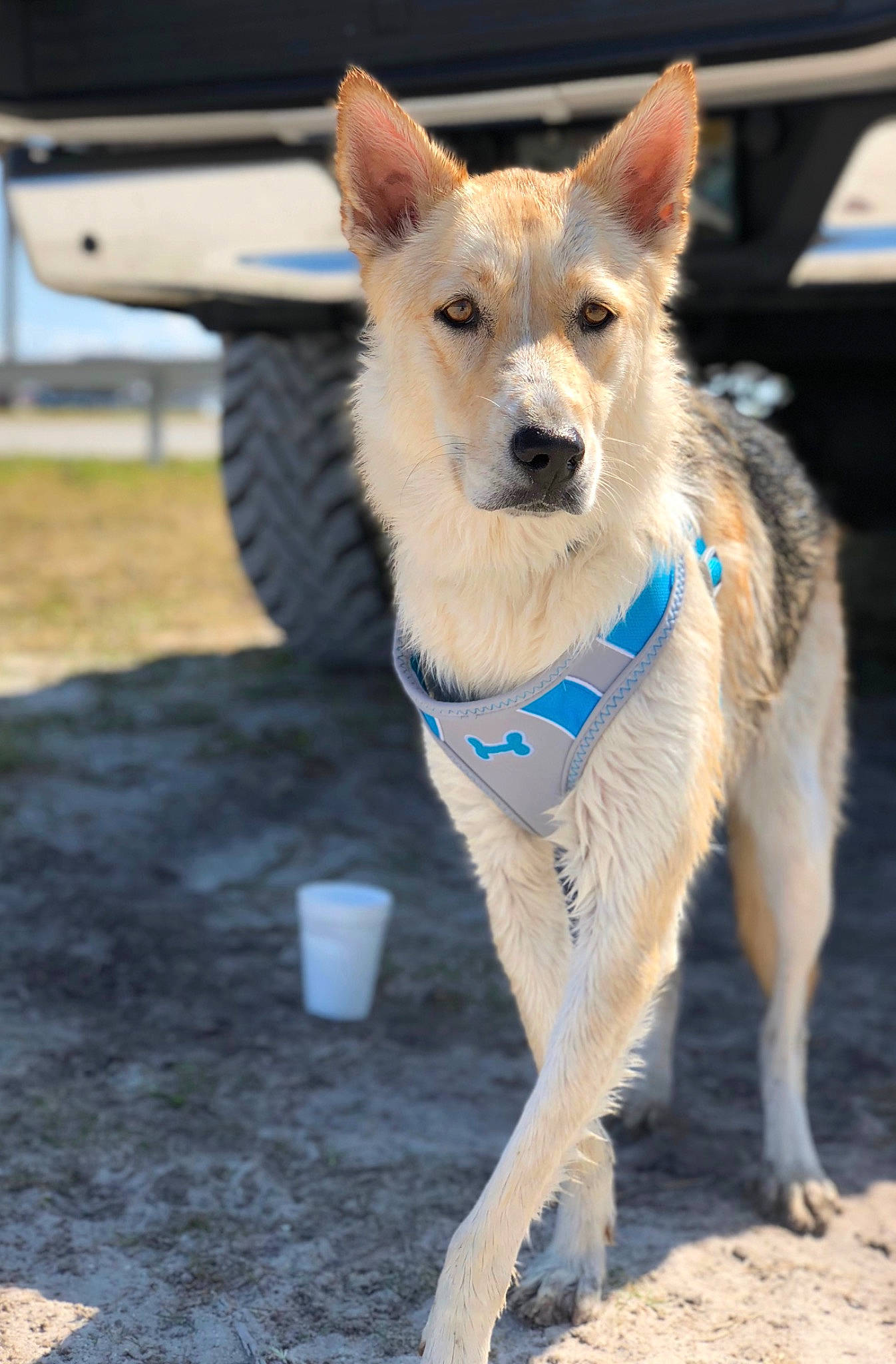 Ellsa joined the competition — help win amazing prizes! canidae, carnivore, collar, companion_dog, dog, dog_breed, dog_collar, dog_supply, electric_blue, fawn, fur, leash, pet_supply, snout, soil, sporting_group, tail, whiskers, wildlife, working_dog