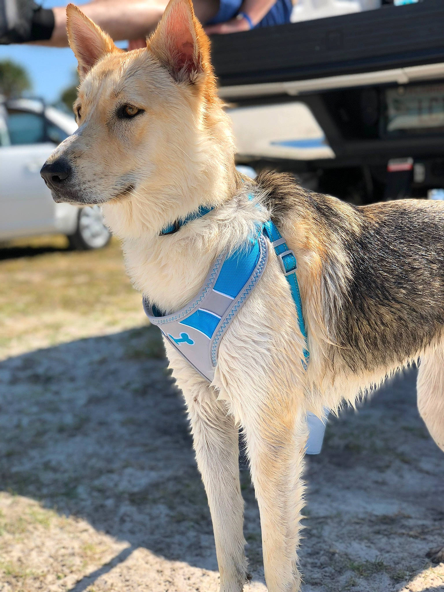 Ellsa is registered to the contest to win money with this photo: canidae, car, carnivore, collar, companion_dog, dog, dog_breed, dog_collar, dog_supply, electric_blue, fawn, fur, leash, pet_supply, snout, sporting_group, street_fashion, tail, tire, vehicle
