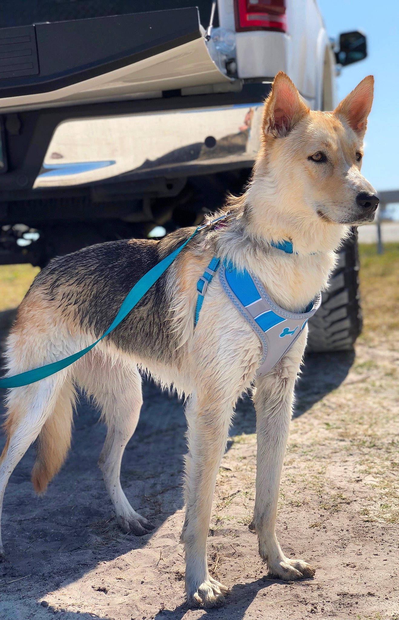 Ellsa joined the competition — help win amazing prizes! canidae, canis, carnivore, collar, companion_dog, dog, dog_breed, dog_collar, dog_supply, electric_blue, fawn, fur, leash, pet_supply, sky, snout, sporting_group, tail, working_animal, working_dog