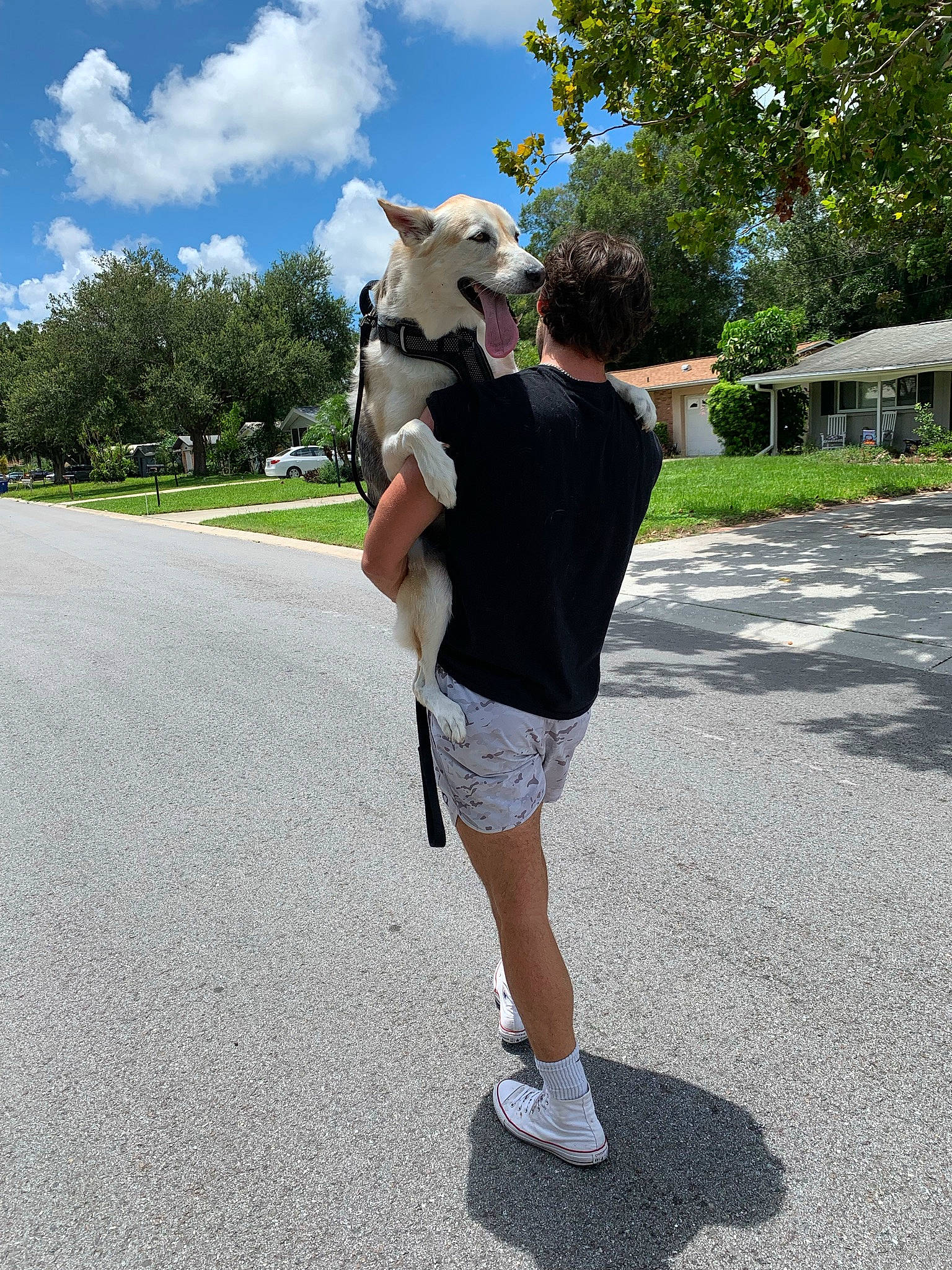 Ellsa is registered to the contest to win money with this photo: asphalt, bermuda_shorts, carnivore, cloud, companion_dog, dog, dog_breed, eyewear, fawn, grass, hat, plant, recreation, road_surface, shorts, sky, sleeve, street_fashion, tree, working_animal