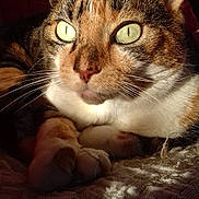 Câline a rejoint le concours — aidez-le/la à gagner de superbes lots ! cat, tabby, close_up, animal, pet, feline, whiskers, ears, eyes, paws, fur, sunlight, shadow, blanket, texture, indoor, resting, cozy, red_background, cute