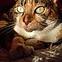 cat, tabby, close_up, animal, pet, feline, whiskers, ears, eyes, paws, fur, sunlight, shadow, blanket, texture, indoor, resting, cozy, red_background, cute