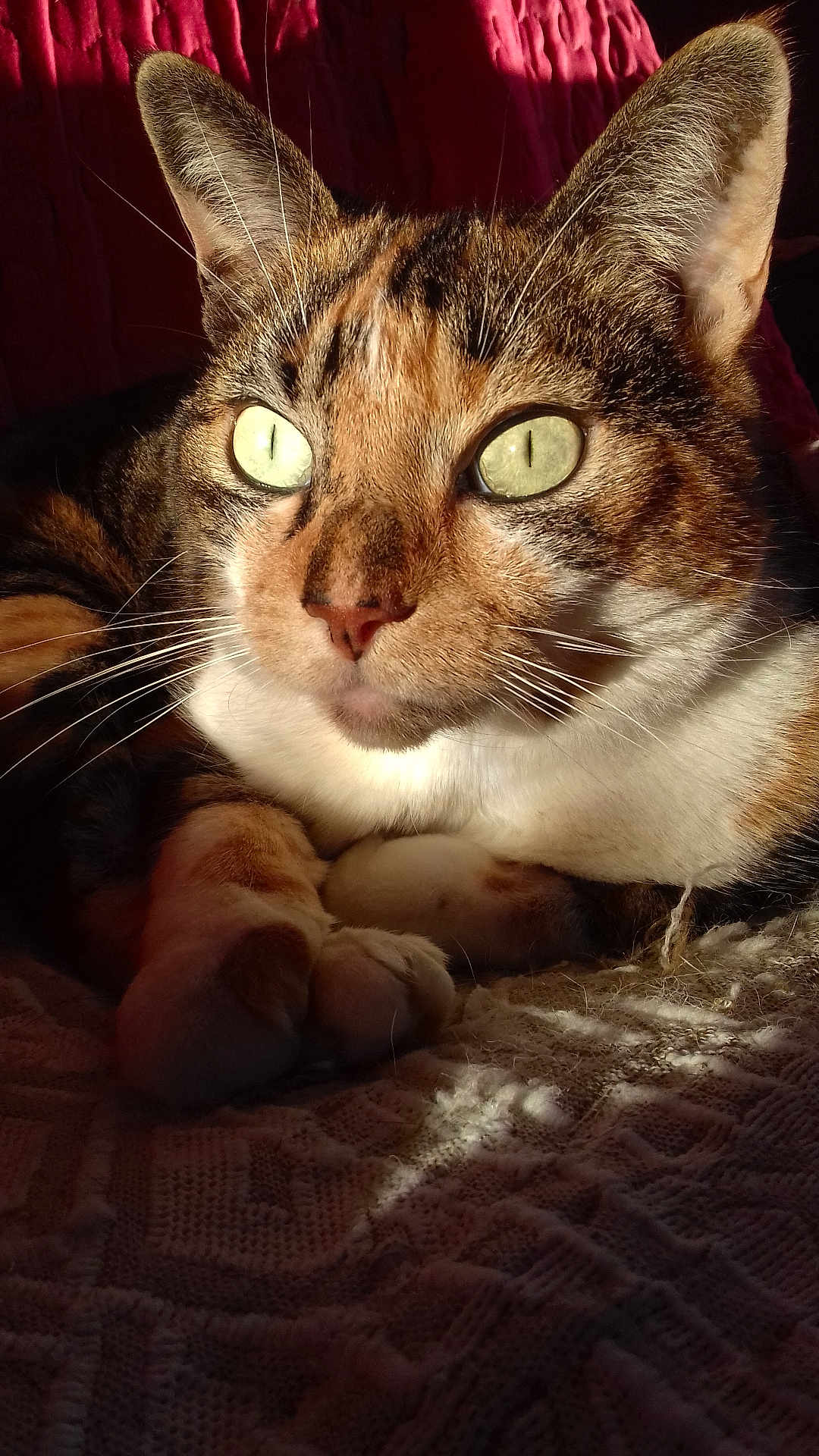 Câline