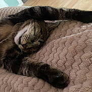 Blue participe au concours pour gagner de l'argent avec cette photo : animal, blanket, cat, egyptiancat, furniture, kitten, person, pet, quilt, sleeping