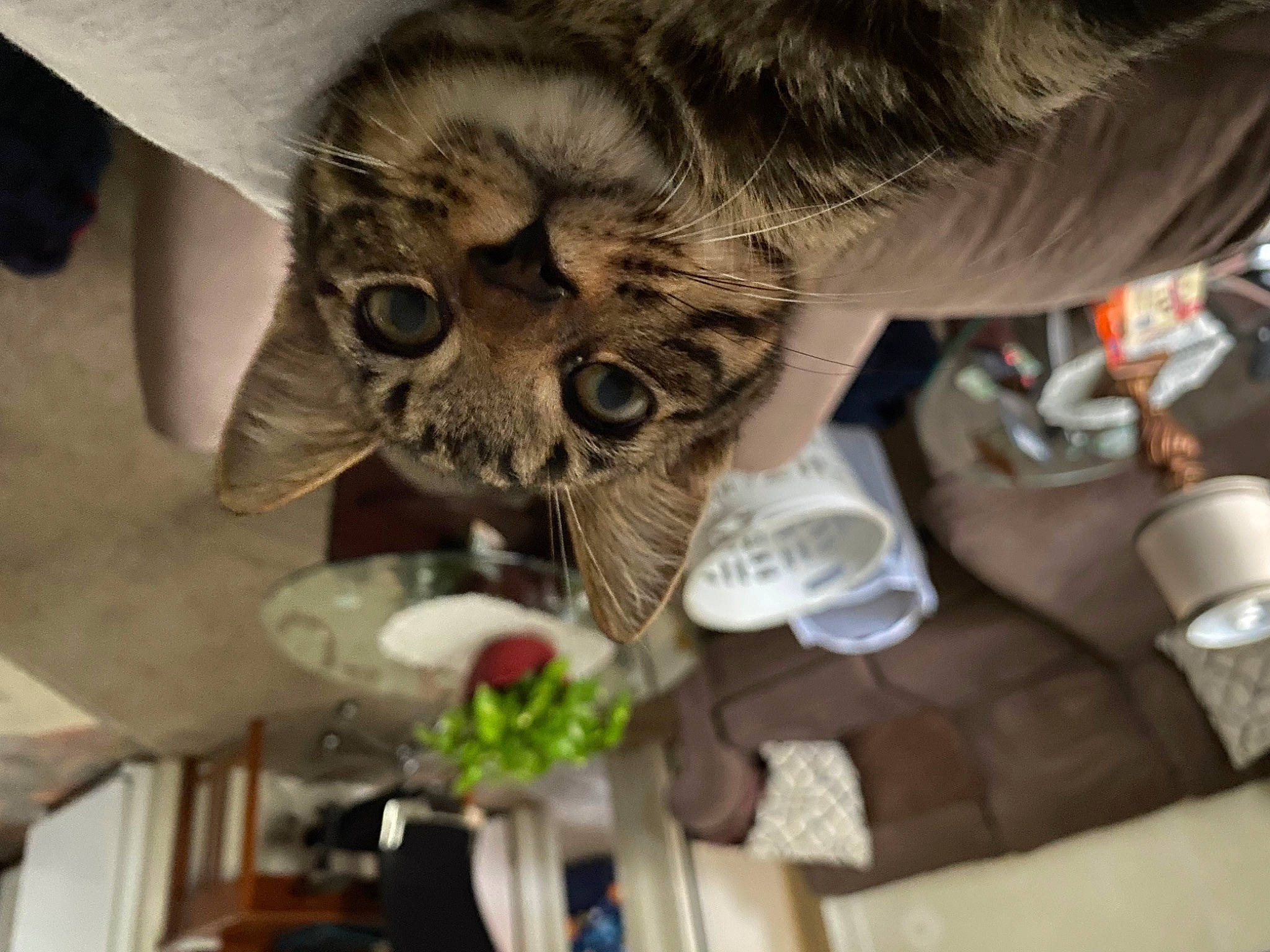 Yoshi is registered to the contest to win money with this photo: canidae, carnivore, cat, claw, domestic_short_haired_cat, fawn, felidae, fur, mammal, paw, plant, small_to_medium_sized_cats, snout, tail, terrestrial_animal, whiskers, wildlife