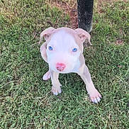 Nala is registered to the contest to win money with this photo: puppy, dog, grass, blue_eyes, pink_nose, small_puppy, outdoor, animal, pet, cute, young_dog, ears, nose, paw, nature, black_post, fur, looking_up, adorable, walking