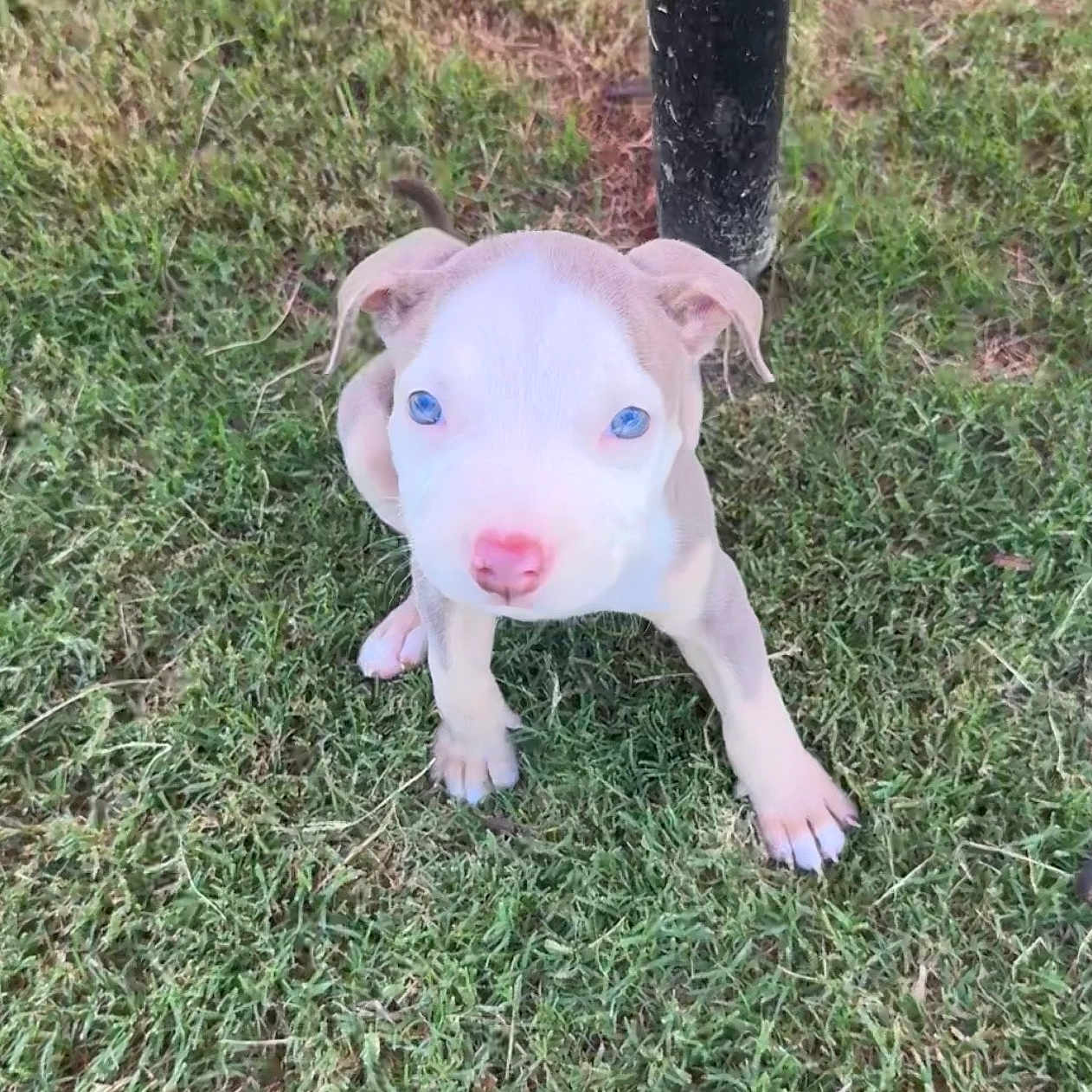 Nala is registered to the contest to win money with this photo: puppy, dog, grass, blue_eyes, pink_nose, small_puppy, outdoor, animal, pet, cute, young_dog, ears, nose, paw, nature, black_post, fur, looking_up, adorable, walking