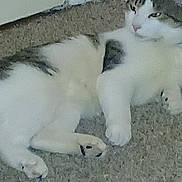 King is registered to the contest to win money with this photo: animal, carpet, cat, closeup, cute, domestic_animal, ears, feline, floor, indoor, lying_down, paw, pet, quiet, relaxed, resting, sleepy, tabby, whiskers, white_fur