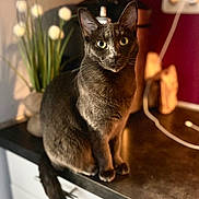 Perle participe au concours pour gagner de l'argent avec cette photo : cat, animal, pet, kitchen, counter, domestic, feline, indoor, curious, sitting, black_cat, whiskers, ears, eyes, fur, tail, houseplant, appliance, shadow, light