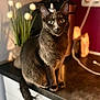 Perle participe au concours pour gagner de l'argent avec cette photo : cat, animal, pet, kitchen, counter, domestic, feline, indoor, curious, sitting, black_cat, whiskers, ears, eyes, fur, tail, houseplant, appliance, shadow, light