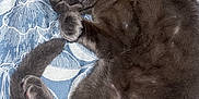 Perle a rejoint le concours — aidez-le/la à gagner de superbes lots ! abyssinian, animal, bed, bedroom, blackcat, blanket, cat, chair, couch, cushion, furniture, homedecor, indoors, kitten, linen, manx, person, pet, quilt, sleeping