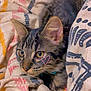 bedding, blanket, cat, close_up, collar, cozy, cute, ears, eyes, fur, heart_doodle, indoor, kitten, patterned_textile, pet, portrait, resting, striped, textile, whiskers