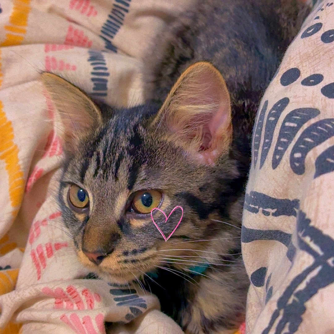 Onyx participe au concours pour gagner de l'argent avec cette photo : bedding, blanket, cat, close_up, collar, cozy, cute, ears, eyes, fur, heart_doodle, indoor, kitten, patterned_textile, pet, portrait, resting, striped, textile, whiskers