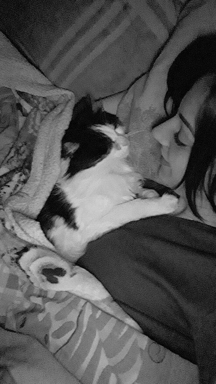 Chipy a rejoint le concours — aidez-le/la à gagner de superbes lots ! bedding, black_and_white, black_hair, canidae, carnivore, cat, comfort, companion_dog, dog_breed, domestic_short_haired_cat, felidae, fur, gesture, hand, linens, monochrome, monochrome_photography, small_to_medium_sized_cats, vertebrate, whiskers