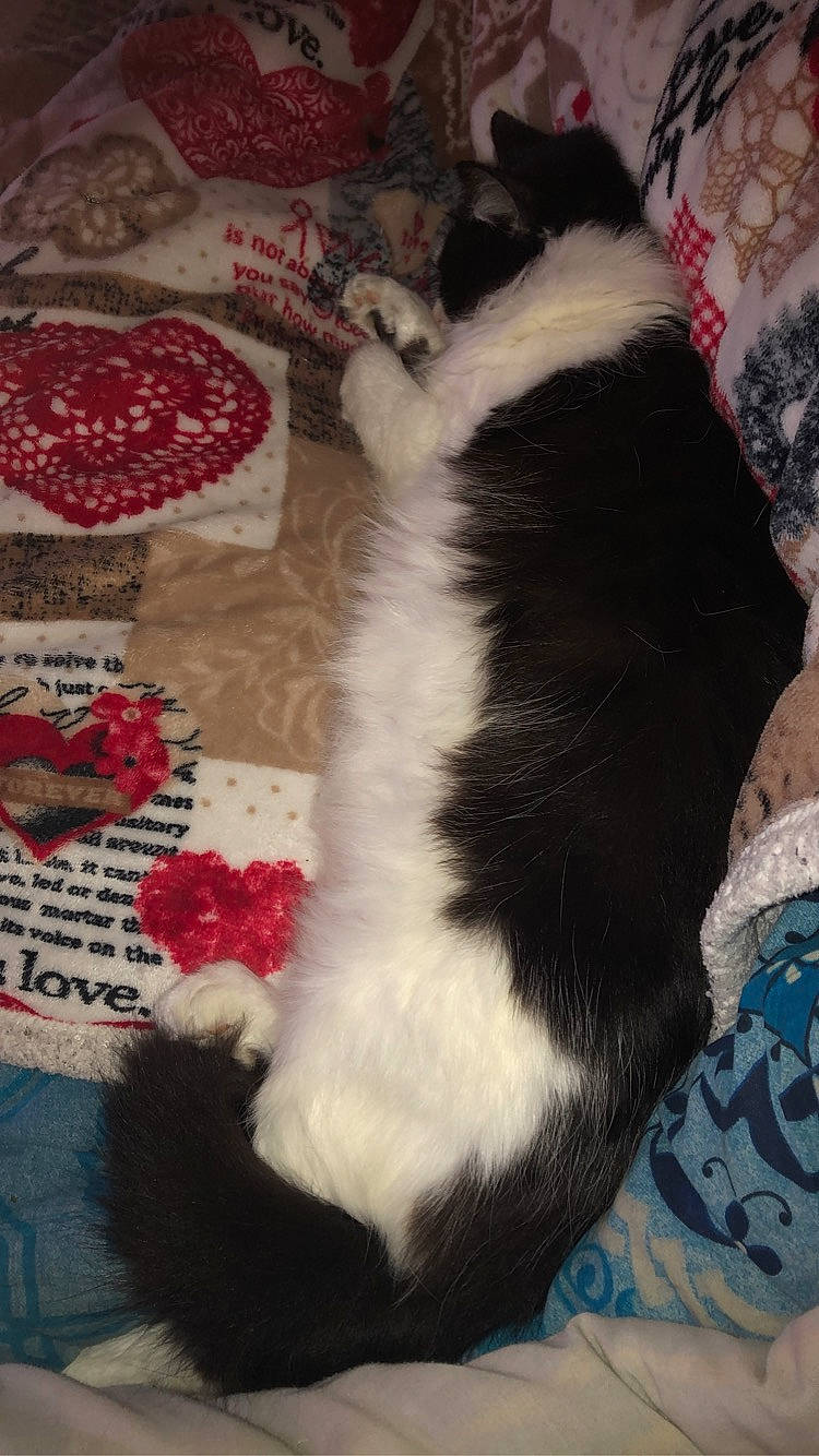 Chipy participe au concours pour gagner de l'argent avec cette photo : carmine, carnivore, cat, cat_supply, claw, comfort, companion_dog, craft, creative_arts, dog_breed, felidae, foot, fur, lap, pattern, paw, small_to_medium_sized_cats, tail, terrestrial_animal, whiskers