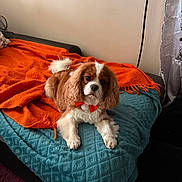 Tess participe au concours pour gagner de l'argent avec cette photo : dog, cavalier_king_charles_spaniel, pet, bow_tie, orange_blanket, teal_blanket, couch, indoor, fur, cute, animal, laying, relaxed, fluffy, ears, tail, nose, paw, home, decor