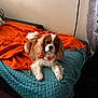 dog, cavalier_king_charles_spaniel, pet, bow_tie, orange_blanket, teal_blanket, couch, indoor, fur, cute, animal, laying, relaxed, fluffy, ears, tail, nose, paw, home, decor