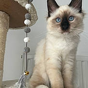 Yoda a rejoint le concours — aidez-le/la à gagner de superbes lots ! angora, animal, cat, doll, kitten, manx, pet, siamese, toy
