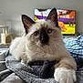 Yoda a rejoint le concours — aidez-le/la à gagner de superbes lots ! animal, blanket, cat, computer, computerhardware, couch, electronics, furniture, hardware, homedecor, kitten, laptop, monitor, pc, person, pet, quilt, screen, siamese, tv