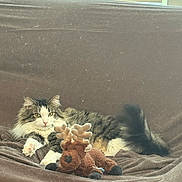 Boo joined the competition — help win amazing prizes! cat, tabby_cat, fluffy_cat, plush_toy, reindeer_toy, brown_blanket, couch, window_blinds, indoor, pet, animal, relaxed, feline, lying_down, soft_lighting, cozy, fur, toy, white_paws, tail