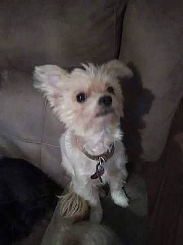 Dancer is registered to the contest to win money with this photo: bolonka, canidae, carnivore, companion_dog, dog, dog_breed, havanese, maltepoo, maltese, mammal, morkie, puppy, rare_breed_dog, schnoodle, shih_tzu, terrier, toy_dog, vertebrate, west_highland_white_terrier, yorkshire_terrier