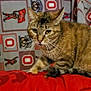 cat, tabby, animal, pet, feline, curious, cushion, red, patterned_background, indoor, whiskers, ears, eyes, fur, tail, resting, closeup, domestic_animal, home, cozy