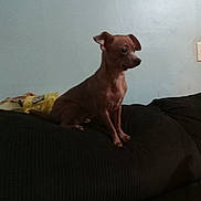 Rosey joined the competition — help win amazing prizes! american_pit_bull_terrier, canidae, carnivore, dog, dog_breed, ear, fawn, german_pinscher, mammal, miniature_pinscher, non_sporting_group, peruvian_hairless_dog, puppy, toy_dog