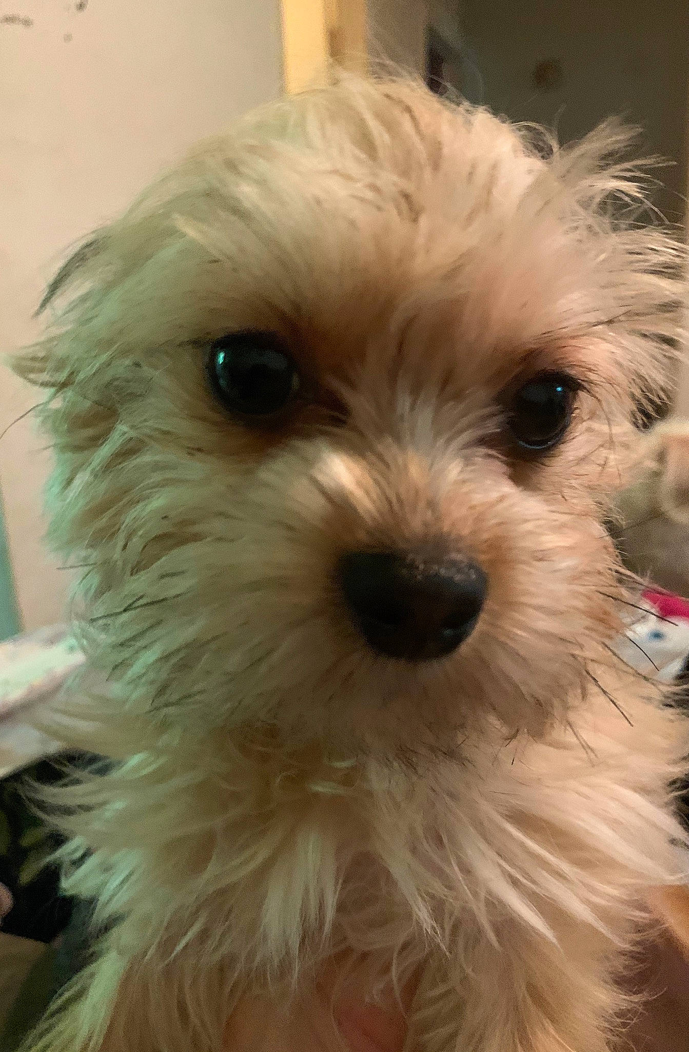 Sassy joined the competition — help win amazing prizes! bolonka, canidae, carnivore, companion_dog, dog, dog_breed, dutch_smoushond, havanese, kyi_leo, maltepoo, maltese, mammal, morkie, nose, puppy, schnoodle, snout, sporting_lucas_terrier, vertebrate, west_highland_white_terrier