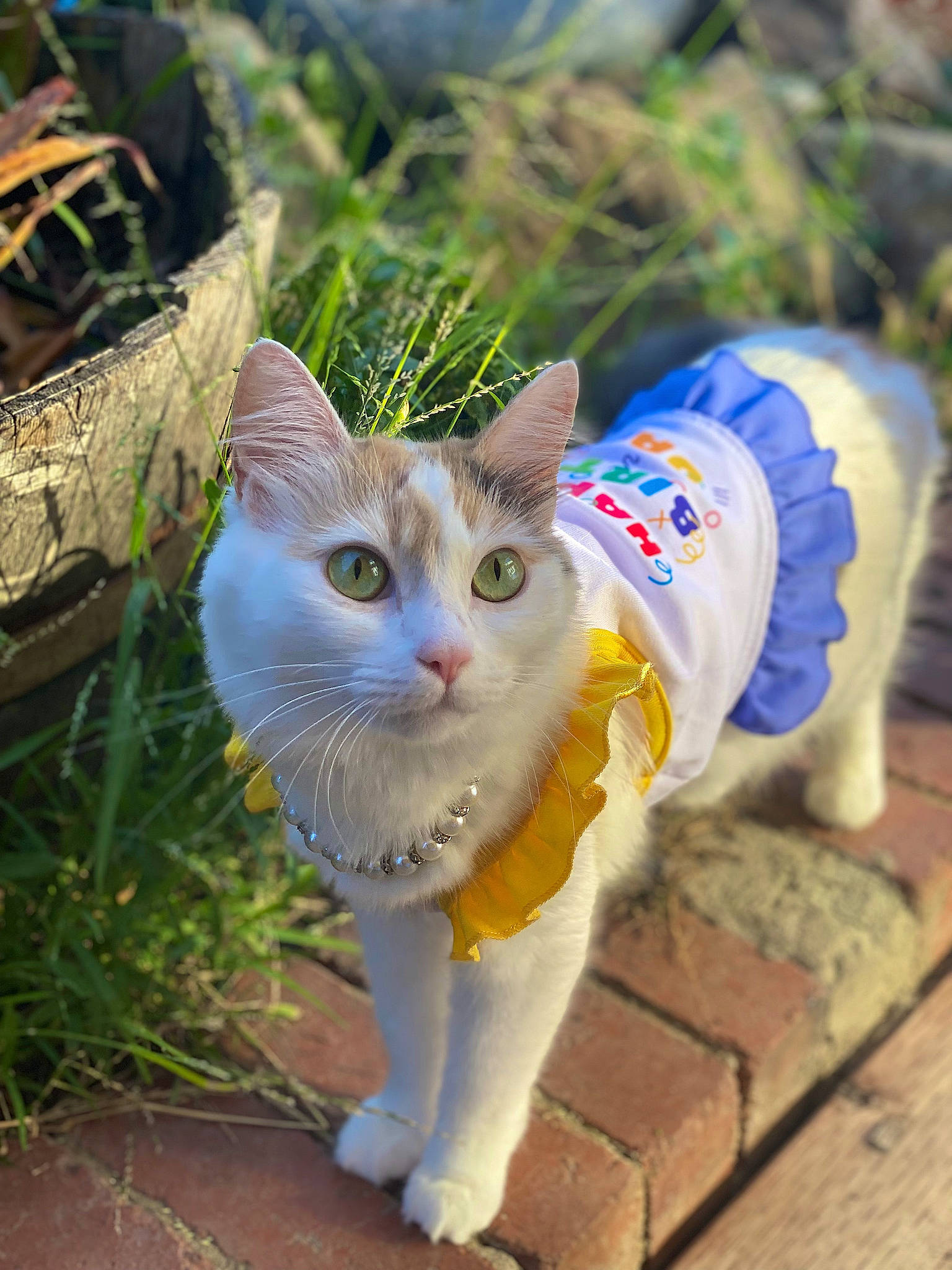 Nala joined the competition — help win amazing prizes! carnivore, cat, domestic_short_haired_cat, electric_blue, eye, fawn, felidae, fur, grass, human_leg, paw, plant, small_to_medium_sized_cats, snout, tail, tree, walking, whiskers, wildlife, wood