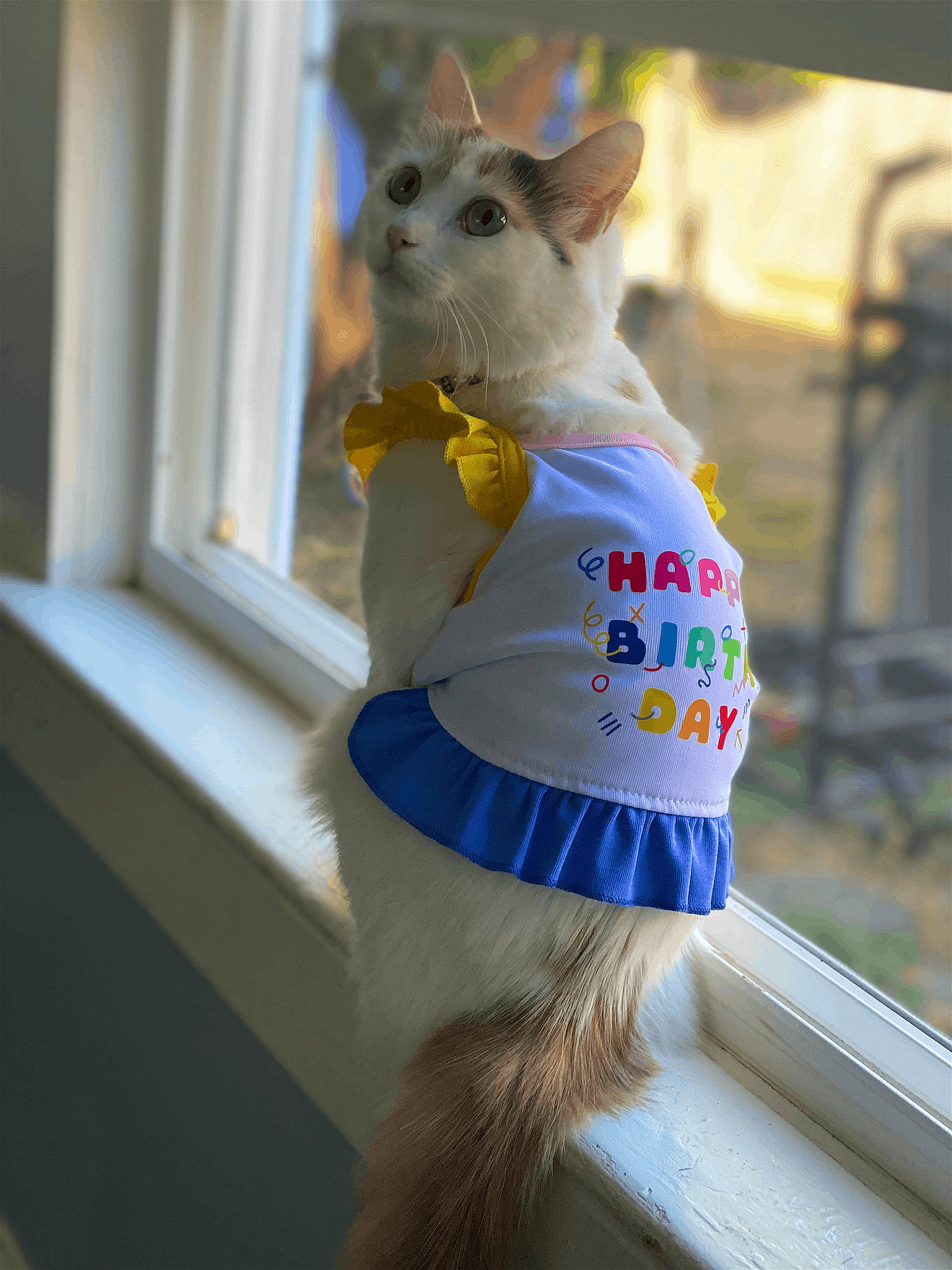 Nala joined the competition — help win amazing prizes! carnivore, companion_dog, dog_breed, dog_clothes, electric_blue, fashion_accessory, fawn, feather, felidae, fur, hat, mammal, small_to_medium_sized_cats, tail, toy_dog, tree, vertebrate, whiskers, window, wood