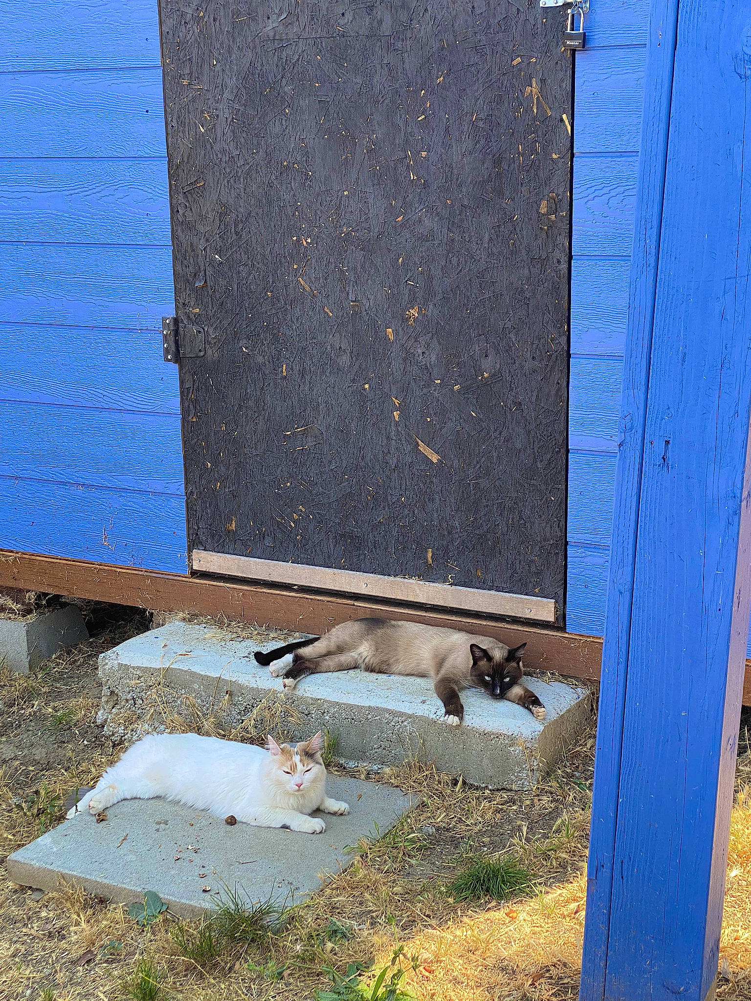 Nala joined the competition — help win amazing prizes! asphalt, brick, brickwork, cat, concrete, door, flooring, grass, landscape, plant, rectangle, road_surface, roof, sidewalk, siding, soil, tints_and_shades, wood, wood_stain, yard