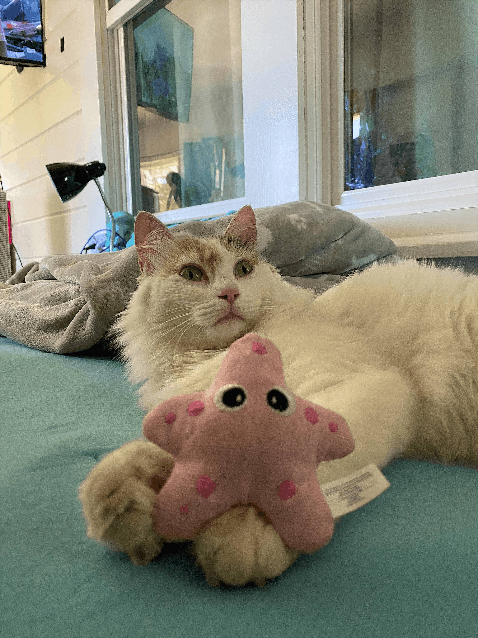 Nala joined the competition — help win amazing prizes! bed, carnivore, cat, claw, comfort, companion_dog, domestic_short_haired_cat, fawn, felidae, foot, fur, mammal, nap, paw, room, small_to_medium_sized_cats, snout, stuffed_toy, tail, whiskers