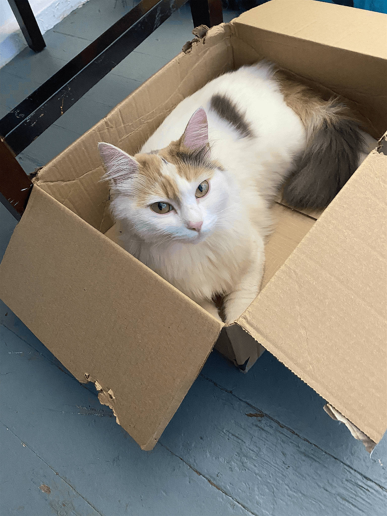 Nala is registered to the contest to win money with this photo: beige, box, cardboard, carnivore, carton, cat, domestic_short_haired_cat, fawn, felidae, flooring, fur, package_delivery, packaging_and_labeling, packing_materials, paper_product, shipping_box, small_to_medium_sized_cats, tail, whiskers, wood